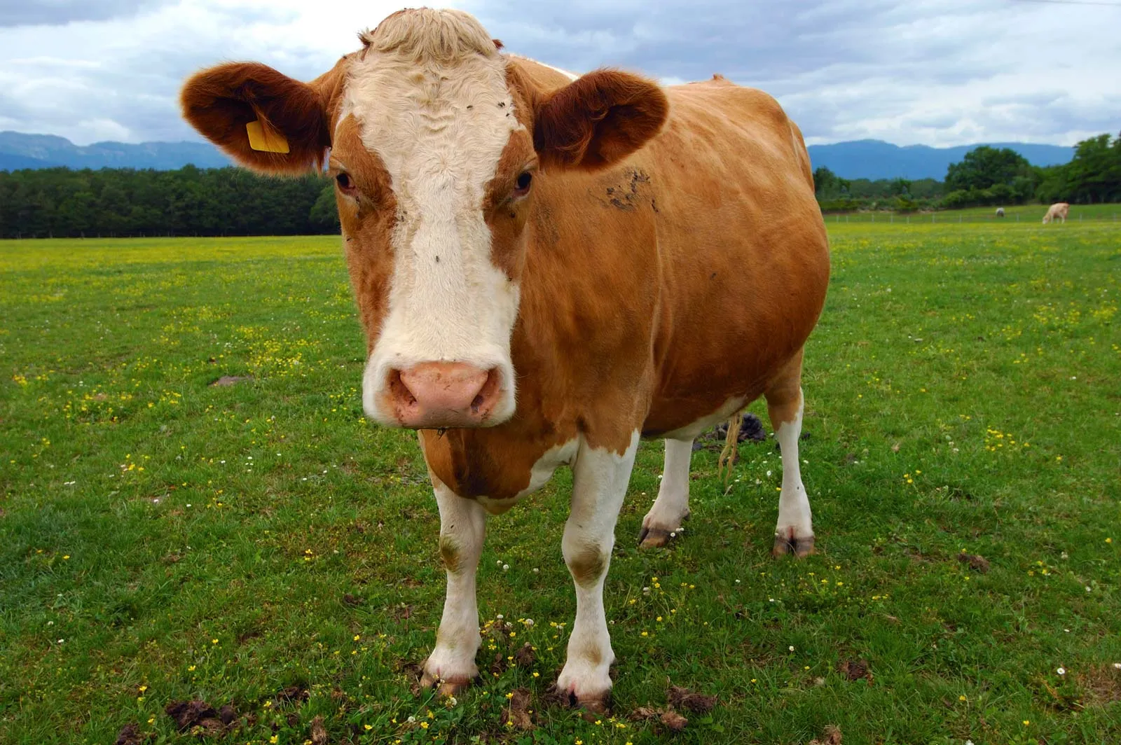 Cow Image